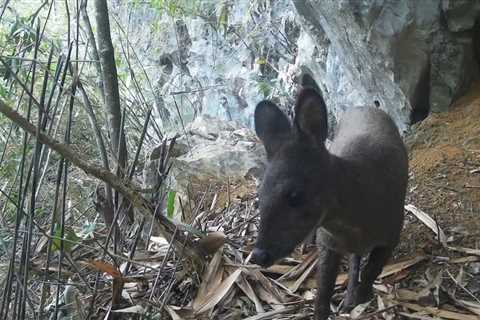 Vietnam Trail Cam Snaps Rare Species for First Time in Decades