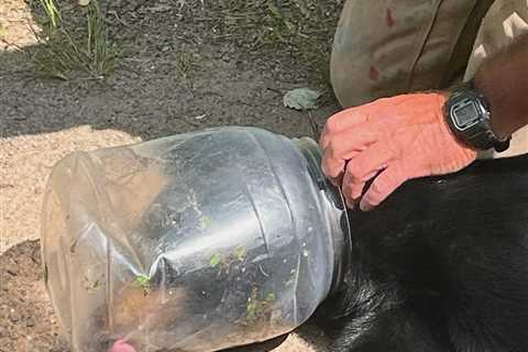 Young Bear With Jar Stuck on Its Head Finally Freed