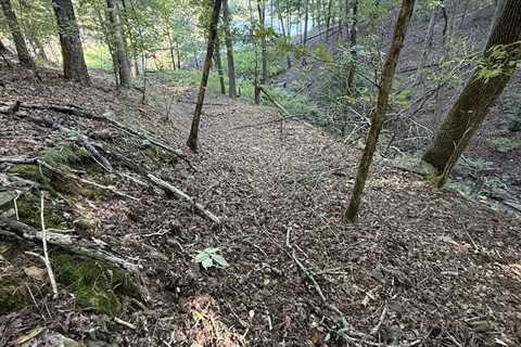 ‘I Almost Missed Him’: Can You Find the Copperhead Snake?