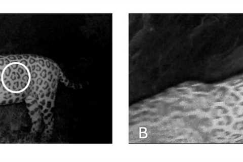 Jaguar Swims Record Distance to Get to a Random Island—Why?