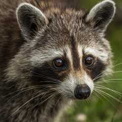 Racoon Has Wild Weekend And Passes Out Next To Toilet