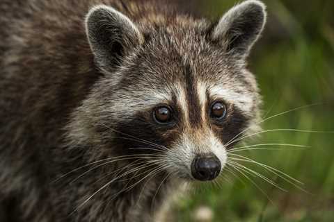 Racoon Has Wild Weekend And Passes Out Next To Toilet
