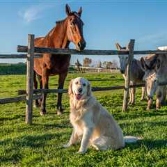 Hilarious Pet Camera Footage Shows Dogs Throwing A Wild Party
