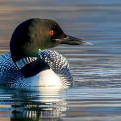 Officials Are ‘Cautiously Optimistic’At The Comeback Of An Animal They Thought Was Extinct