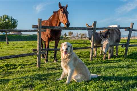 Hilarious Pet Camera Footage Shows Dogs Throwing A Wild Party