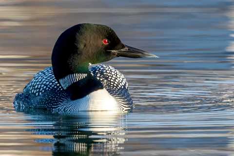 Officials Are ‘Cautiously Optimistic’At The Comeback Of An Animal They Thought Was Extinct