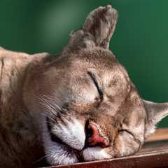 California Family Set Out Coyote Trap Only To Catch A Mountain Lion