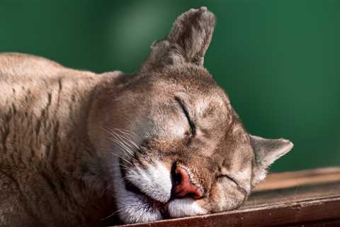 California Family Set Out Coyote Trap Only To Catch A Mountain Lion