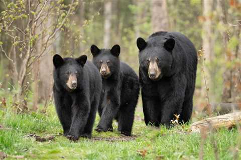 U.S. National Park Trails Close After Multiple Bear Sightings