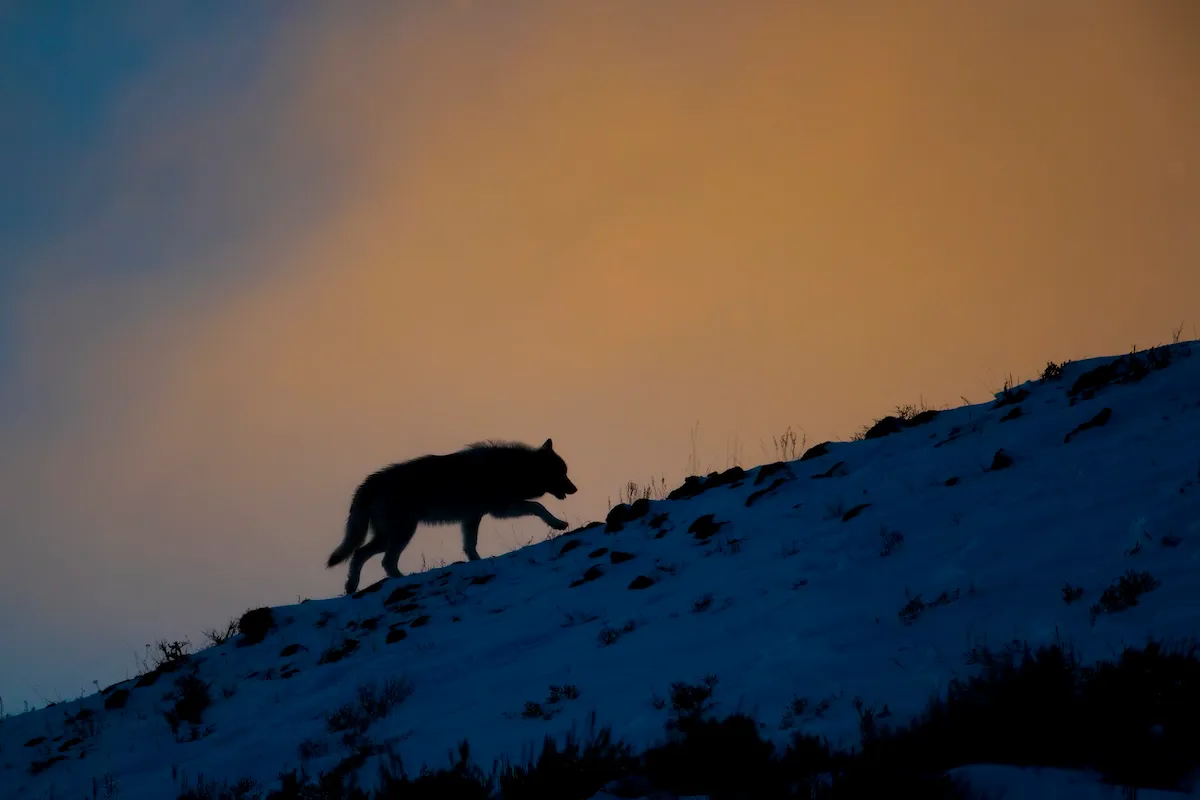 Yellowstone Wolf Appears to Grin as Its Reunited With Pack