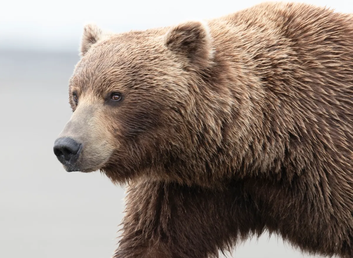 ‘An Absolute Unit of a Bear!’: Check out This Massive Grizzly