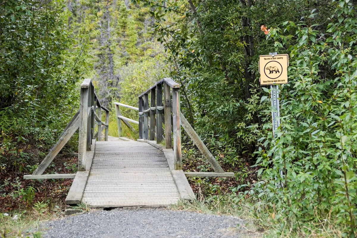 Bear Surprises Man by Crossing Bridge Right Next to Him (Video)