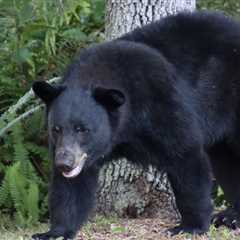 Colorado Man Finds Bear Eating His Lunch in His Truck (Video)
