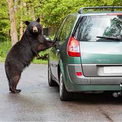 WATCH: Black Bear Breaks Into Car, Grabs Bag of Peanuts