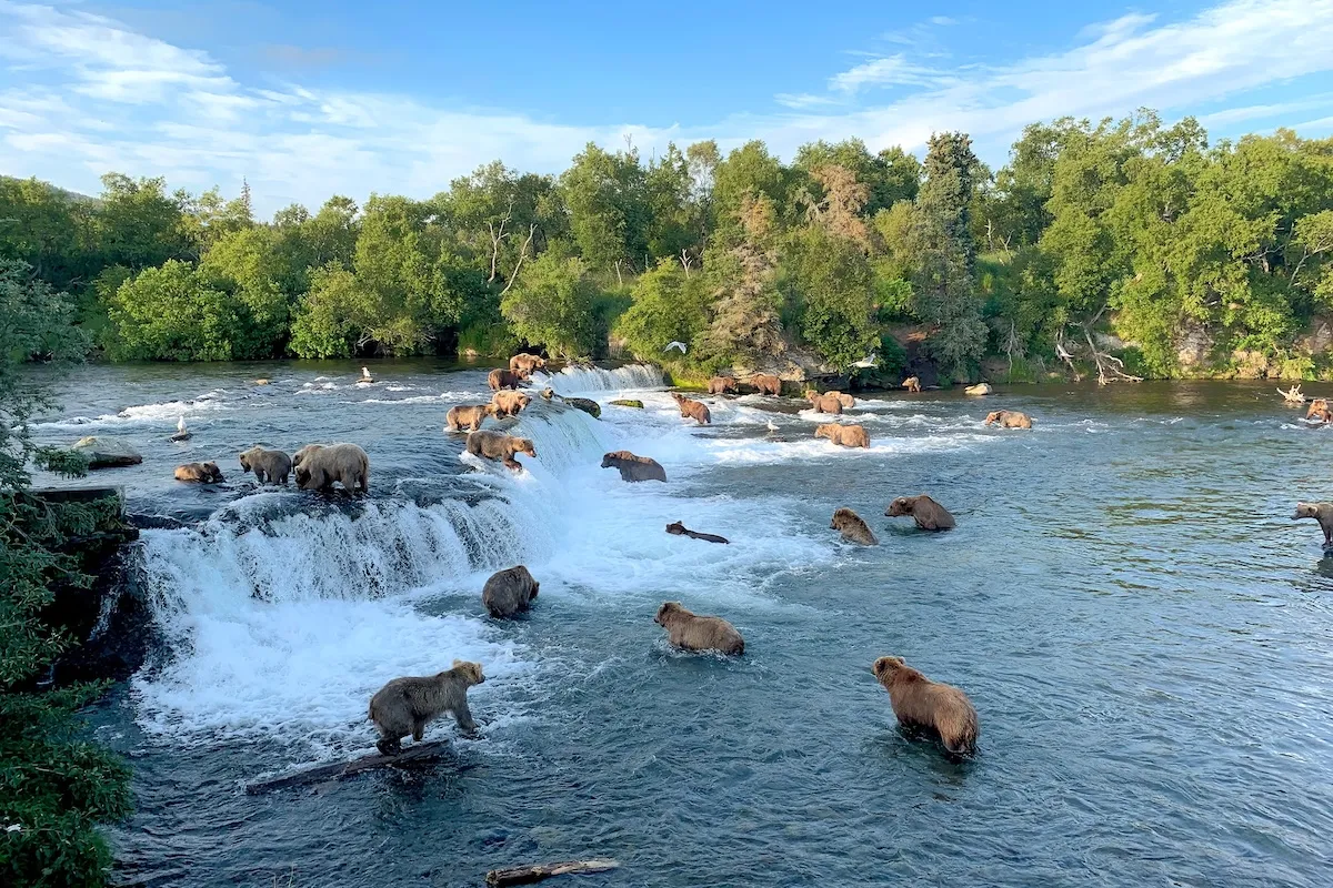 Alaska Brown Bear Kills a Young Cub on Livestream in Katmai