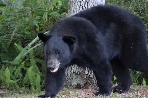 Colorado Man Finds Bear Eating His Lunch in His Truck (Video)