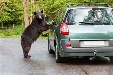 WATCH: Black Bear Breaks Into Car, Grabs Bag of Peanuts