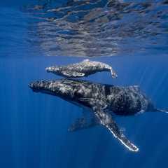 Incredible, Rare Footage: Drone Pilot Films Humpback Whale Birth