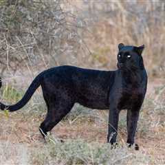 Trail Cam Captures Footage of Rare Black Leopard in Nepal