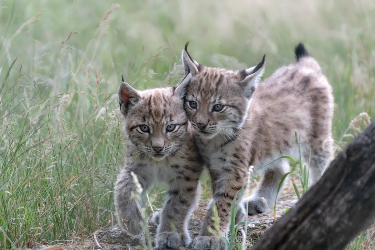 Rare Sight: Lynx Kitten and Mom Spotted on Colorado Trail Cam